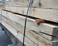 Resawn Oak Timbers (after)