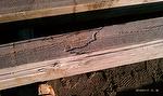 Slightly damaged timber