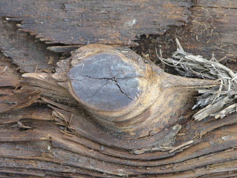 2x6 mushroom wood / knot