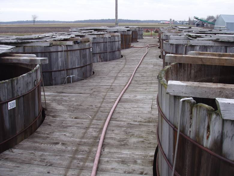 Pickle Tanks from the Walkway / These are wooden pickle vats in a pickle processing plant