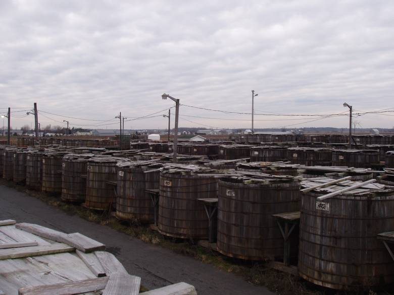 Looking Down a Long Row of Pickle Tanks / These are wooden pickle vats in a pickle processing plant