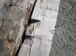 Hand Hewn Timber Characteristics--Notches