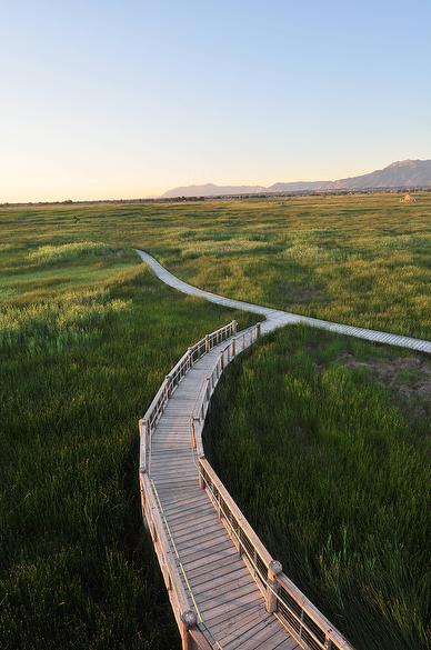 Board walk (from the tower)