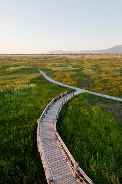 Board walk (from the tower)