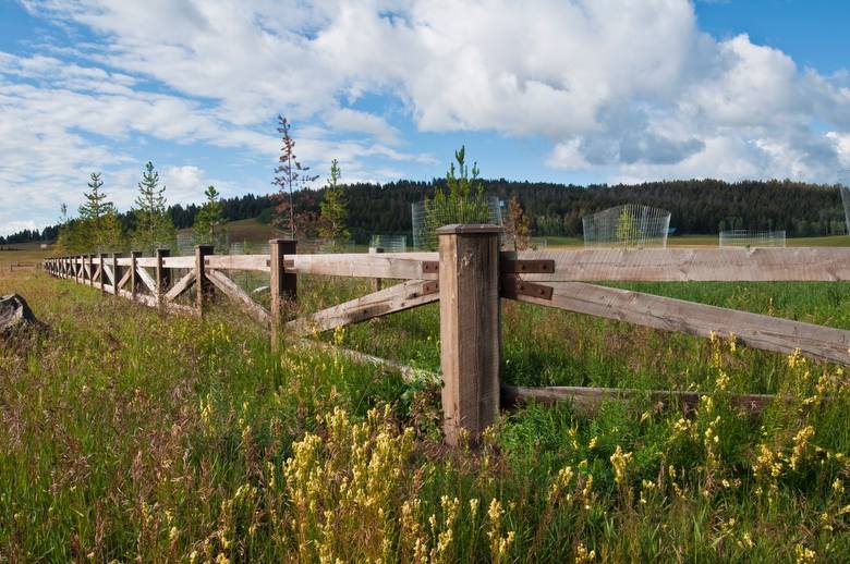 Fencing Posts and Lumber