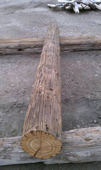 Cedar Pole for Nature Museum Bird Exhibit