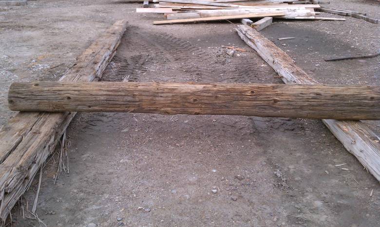 Cedar Pole for Nature Museum Bird Exhibit