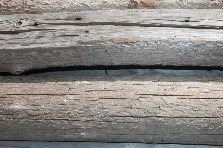 Round Barn Rafters (one side hewn)