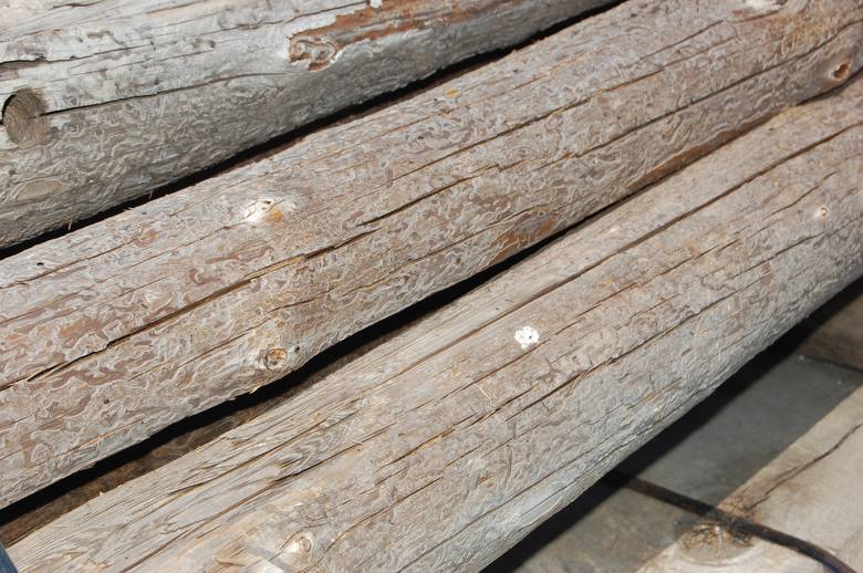 Round Barn Rafters (one side hewn)