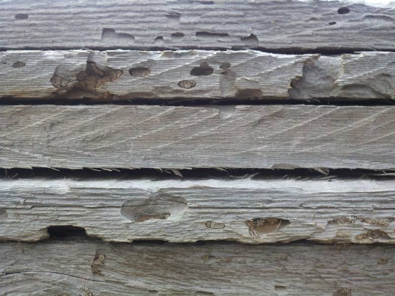 NatureAged "Beetle Kill" Barnwood