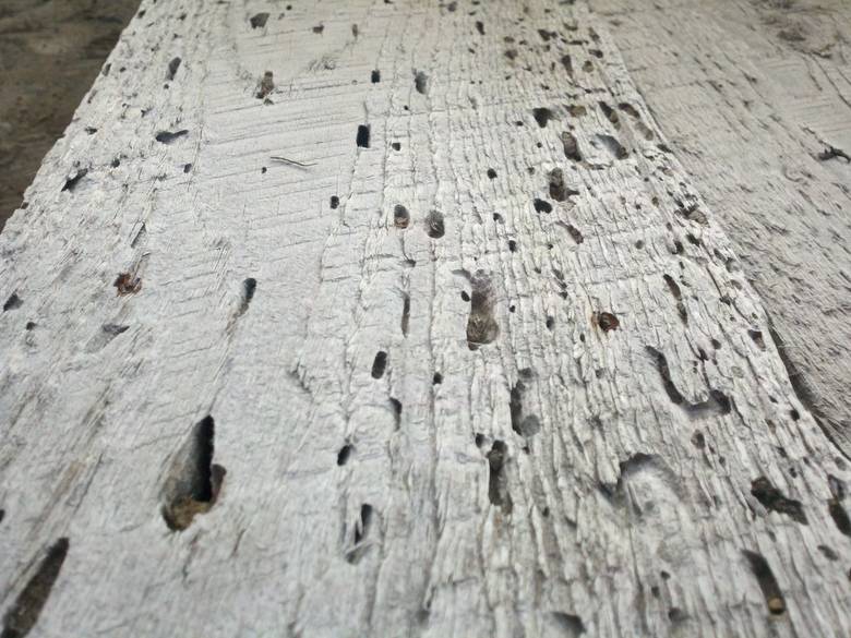 NatureAged "Beetle Kill" Barnwood