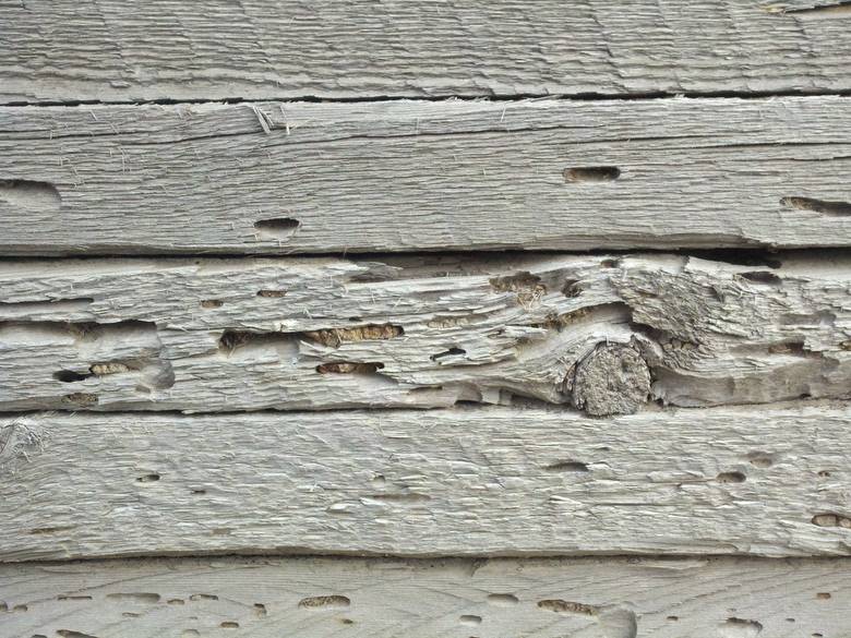 NatureAged "Beetle Kill" Barnwood