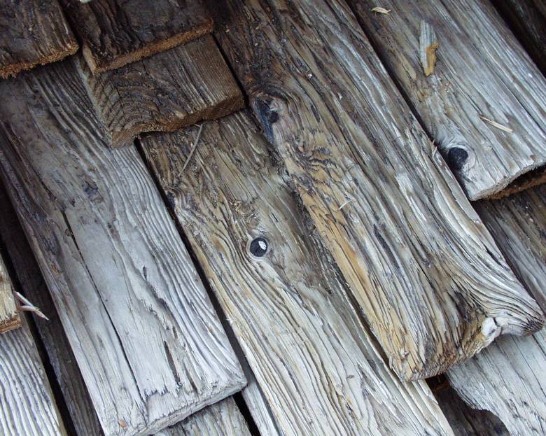 Mushroomwood (note deep weathering with raised grain and knots)