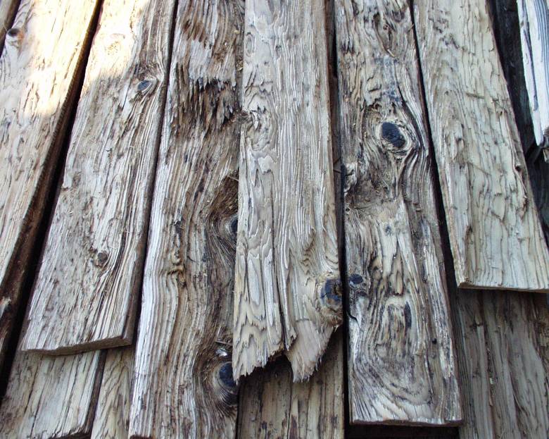 Mushroomwood (note deep weathering with raised grain and knots)