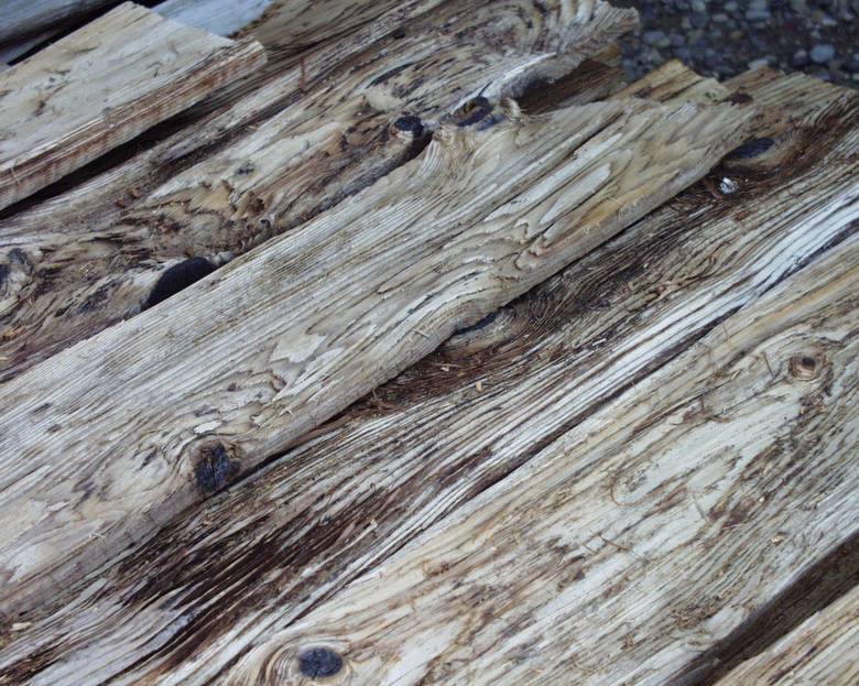 Mushroomwood (note deep weathering with raised grain and knots)