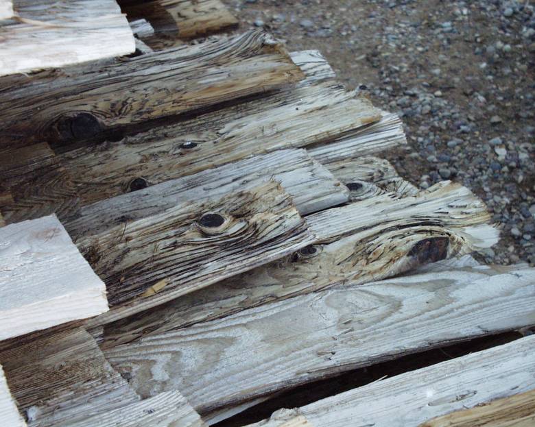 Mushroomwood (note deep weathering with raised grain and knots)