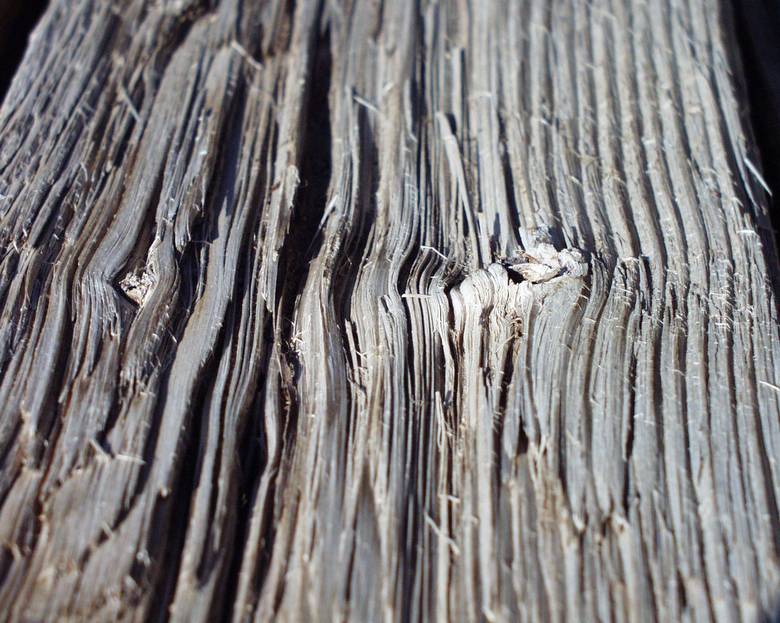 Mushroomwood (note deep weathering with raised grain and knots)