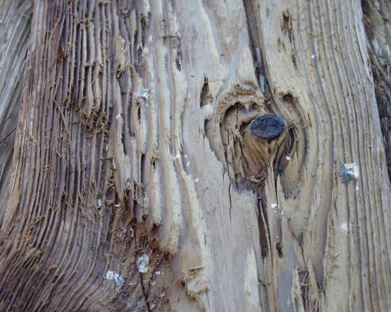 Mushroomwood (note deep weathering with raised grain and knots)