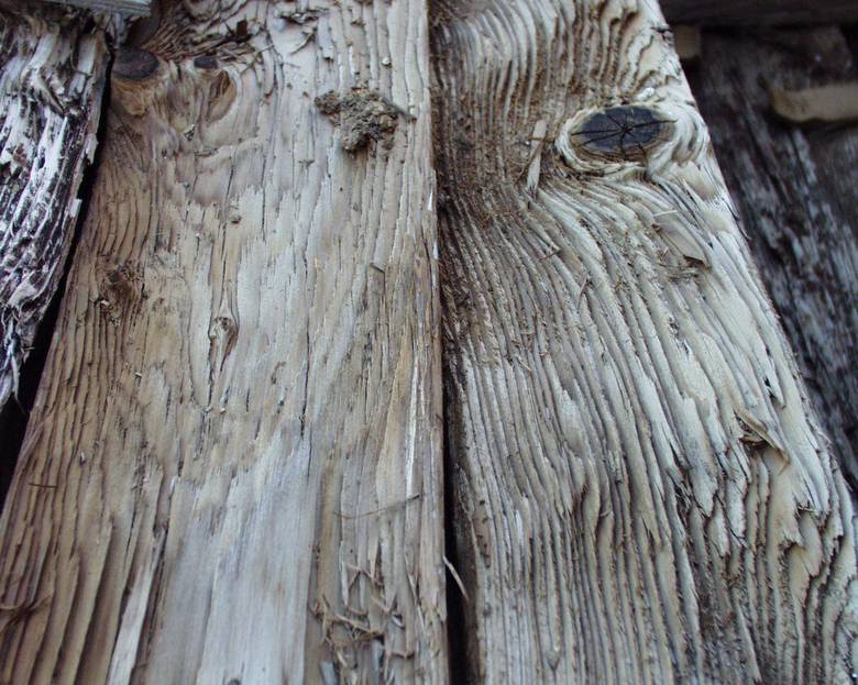 Mushroomwood (note deep weathering with raised grain and knots)