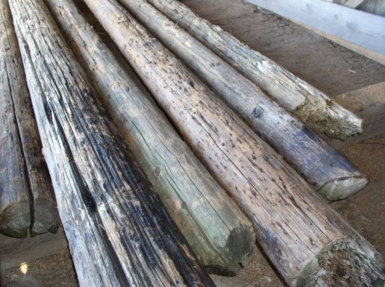 Western Red Cedar Telegraph Poles / Rustic WRC Poles